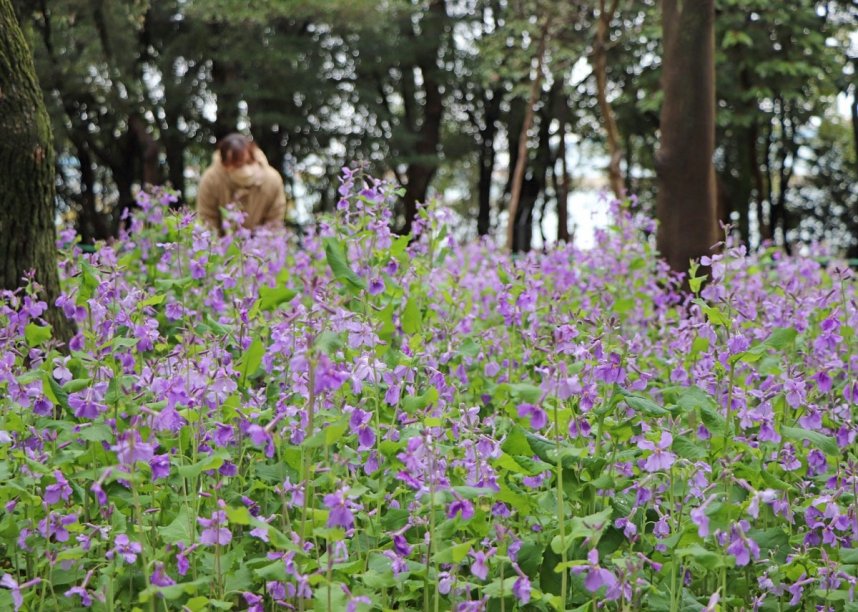かれんな青紫の花を付けるムラサキハナナ＝香川県坂出市、番の州公園
