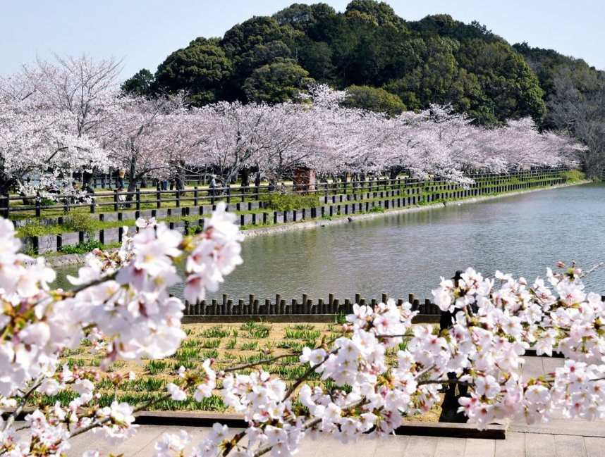 約３００メートルの桜並木が人気を集める亀鶴公園＝２０２１年３月２６日、香川県さぬき市長尾名