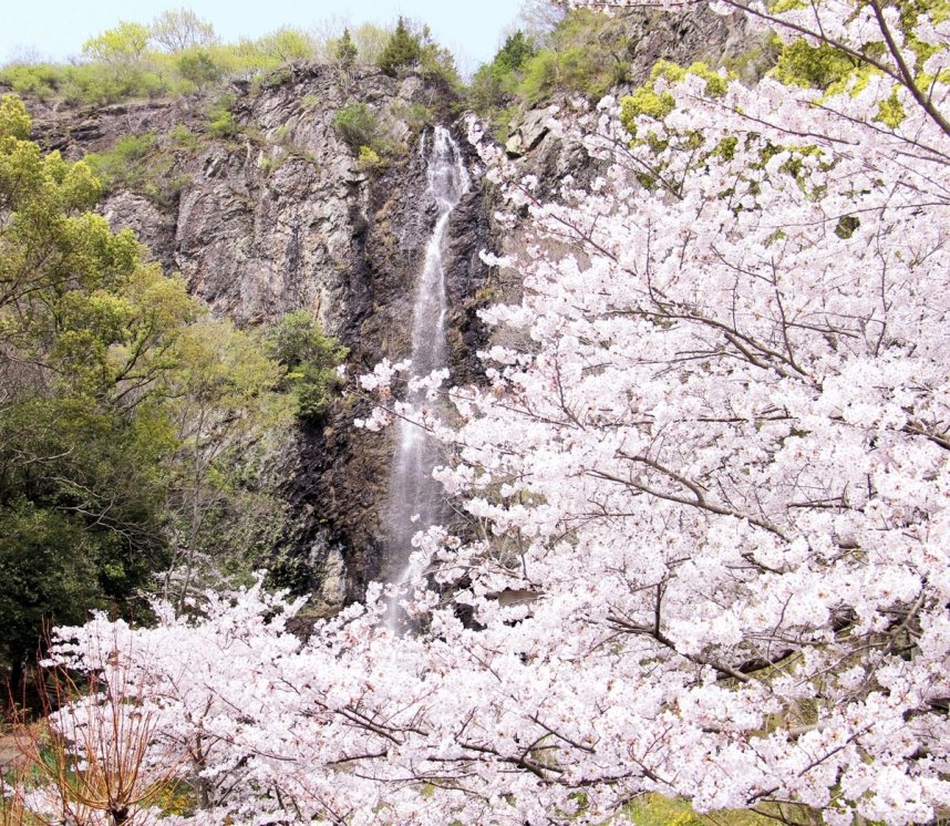 流れ落ちる滝と咲き誇る桜の調和が美しい不動の滝カントリーパーク＝２０２１年３月２９日、香川県三豊市豊中町