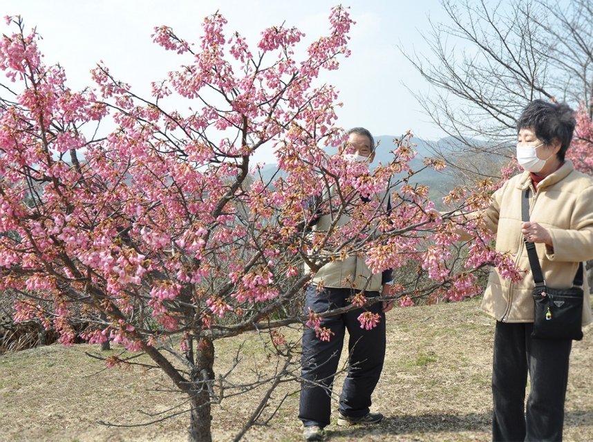 濃いピンク色の花が特徴の舘山寺桜