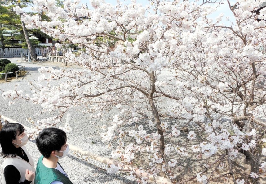 参拝客らの目を楽しませている涅槃桜＝香川県善通寺市、総本山善通寺