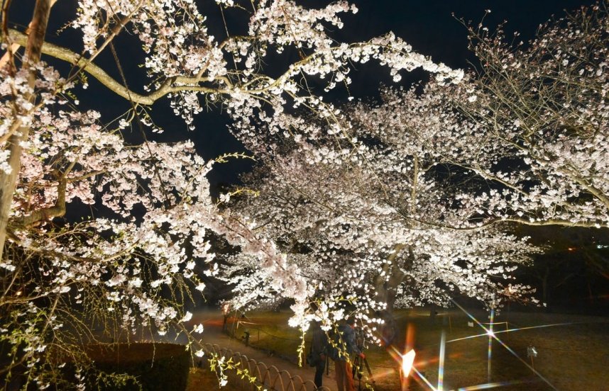 ライトアップされ幻想的に浮かび上がる桜＝香川県高松市栗林町