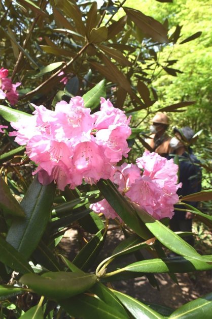 淡いピンクの花を順次咲かせているシャクナゲ＝香川県さぬき市多和
