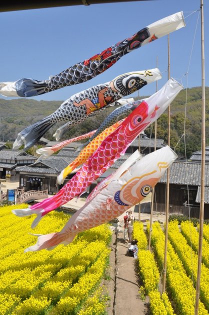 菜の花畑の上を泳ぐ１２匹のこいのぼりを見上げる家族連れ＝香川県小豆島町田浦、二十四の瞳映画村