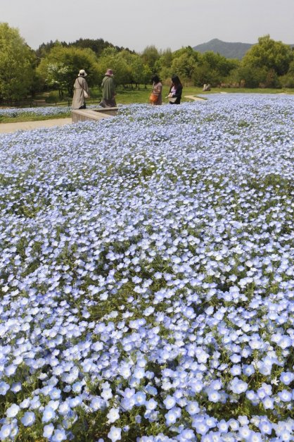 一面に咲き誇るネモフィラ＝2022年4月19日、香川県まんのう町吉野の国営讃岐まんのう公園