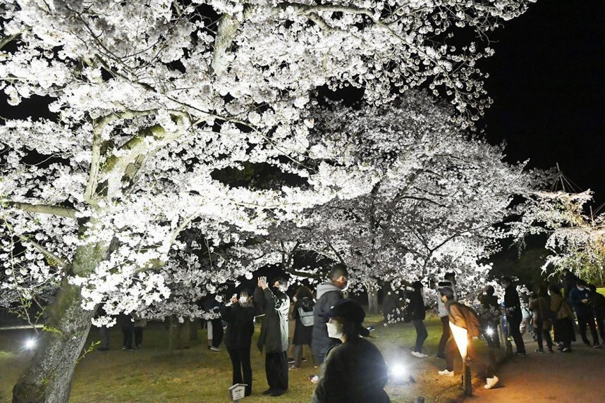ライトアップされた桜＝香川県高松市、栗林公園