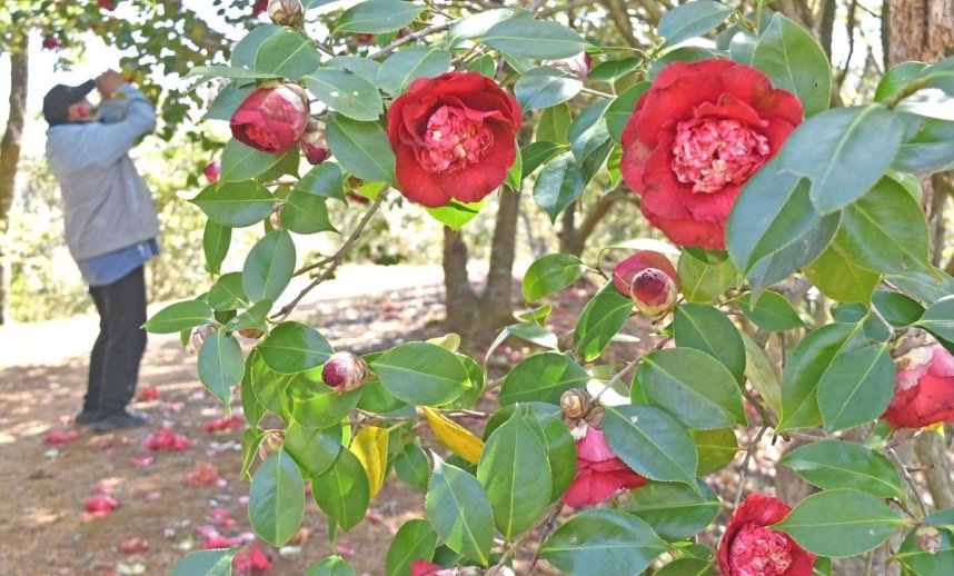 鮮やかな赤色の花を咲かせるツバキ＝香川県さぬき市大川町、みろく自然公園