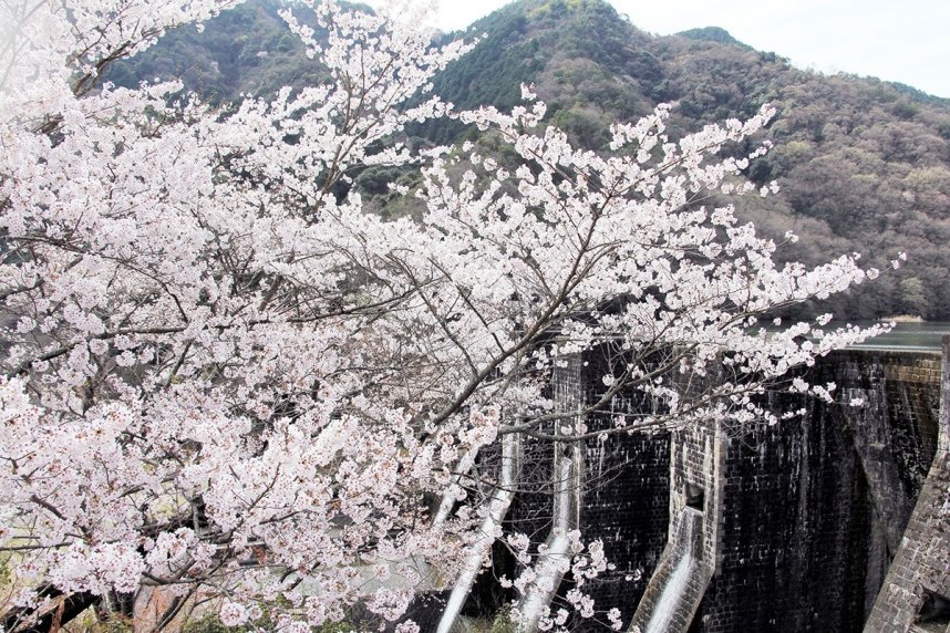 豊稔池堰堤周辺