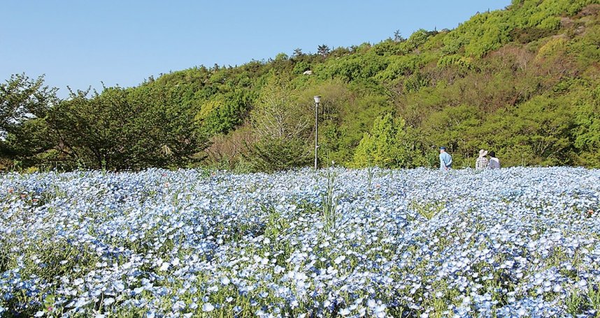 ネモフィラが一面に広がる「花咲き棚田