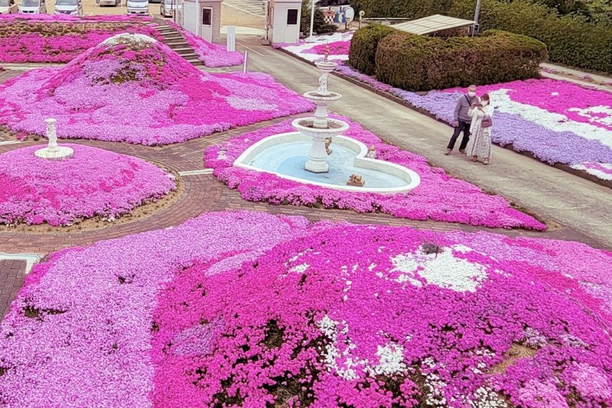 庭園を鮮やかに彩るシバザクラ＝香川県高松市西植田町