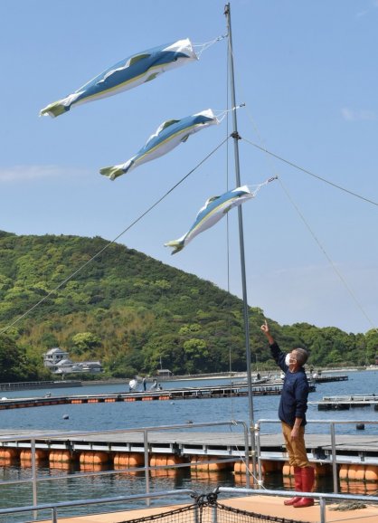 気持ちよさそうに空を泳ぐ「ブリのぼり」＝香川県東かがわ市引田、安戸池