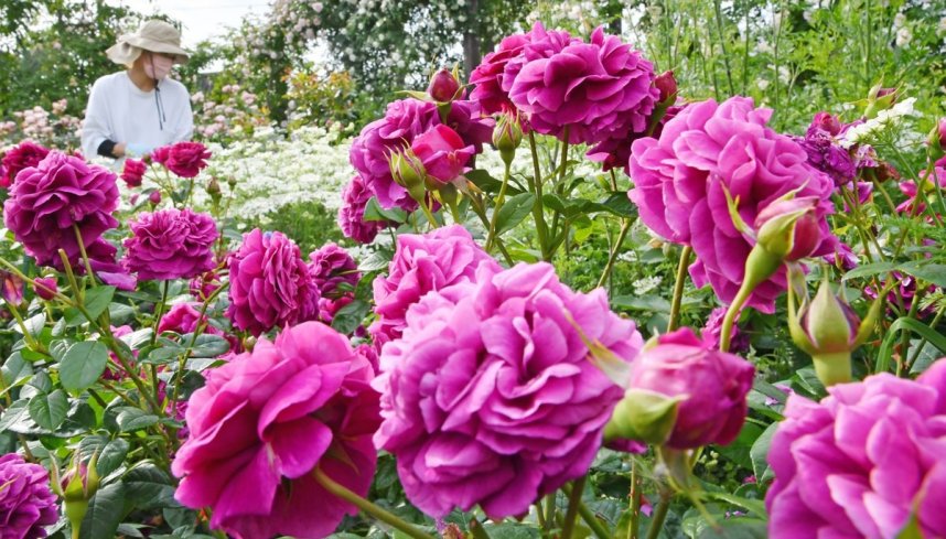 総理大臣表彰の受賞を記念して無料開放しているオープンガーデン。多彩な品種のバラが見頃を迎えている＝香川県高松市仏生山町、仏生山の森