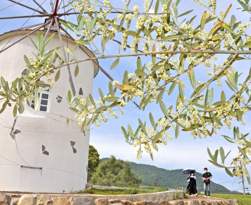 乳白色の花を咲かせ始めたオリーブの木＝香川県小豆島町西村、小豆島オリーブ公園