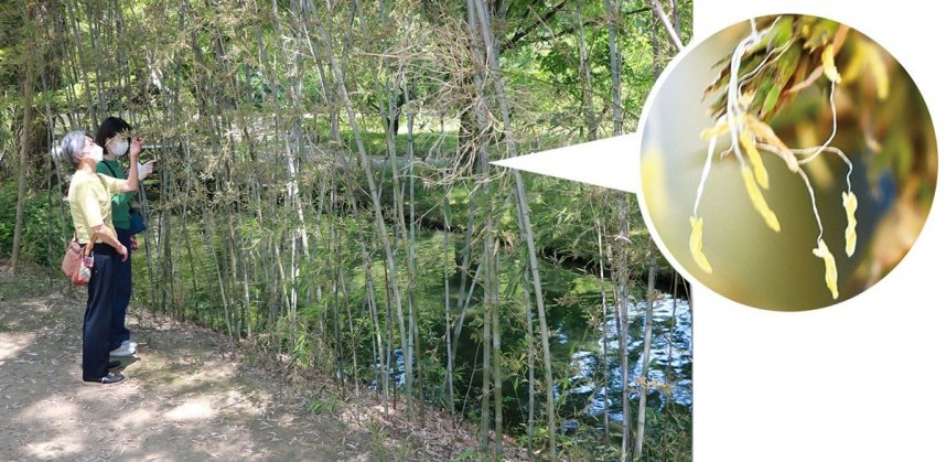 栗林公園で咲いている竹の花を見る来園者。円内は花のアップ＝香川県高松市栗林町