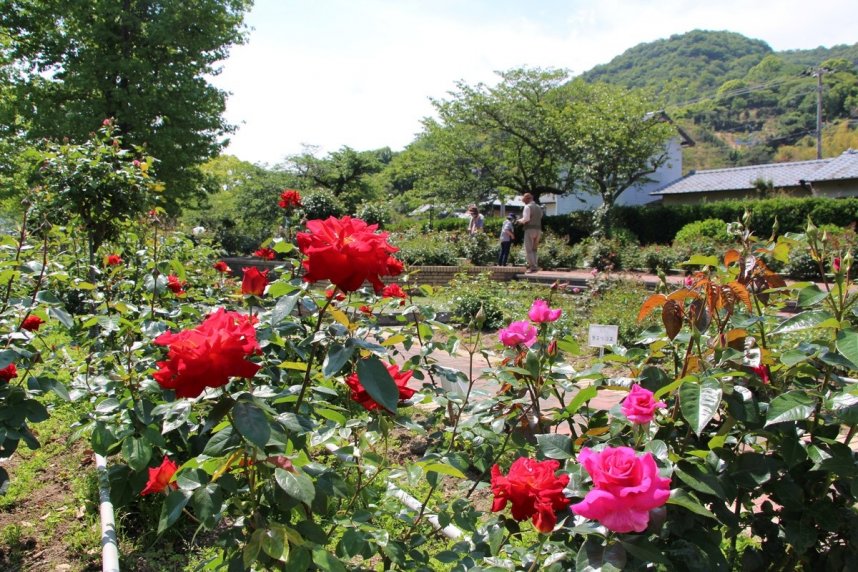 赤やピンク色の大バラが園内を華やかに彩る＝写真はいずれも香川県高松市亀水町、亀水中央公園