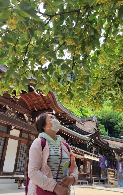 境内を淡黄色に彩るボダイジュの花＝香川県高松市牟礼町、八栗寺