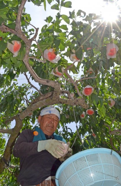 食べごろを迎えたモモを収穫する建石さん＝香川県丸亀市飯山町