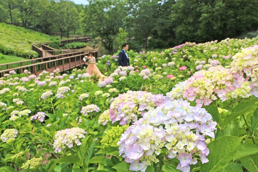 来園者の目を楽しませているアジサイ＝香川県まんのう町吉野、国営讃岐まんのう公園