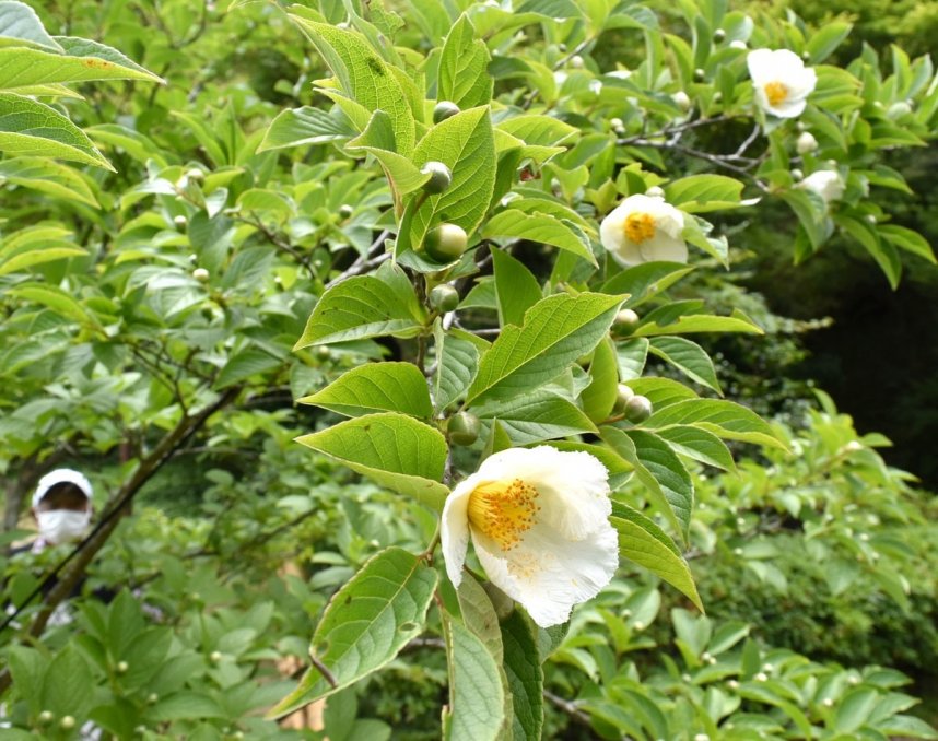 純白のかれんな花を咲かせているナツツバキ＝香川県さぬき市多和