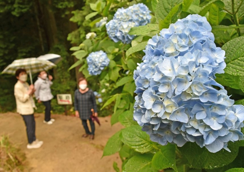 日を追うごとに色づきを増すアジサイ＝香川県さぬき市多和