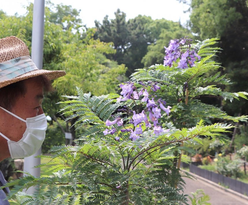 青紫色の鮮やかな花を咲かせるジャカランダ＝香川県坂出市、番の州公園