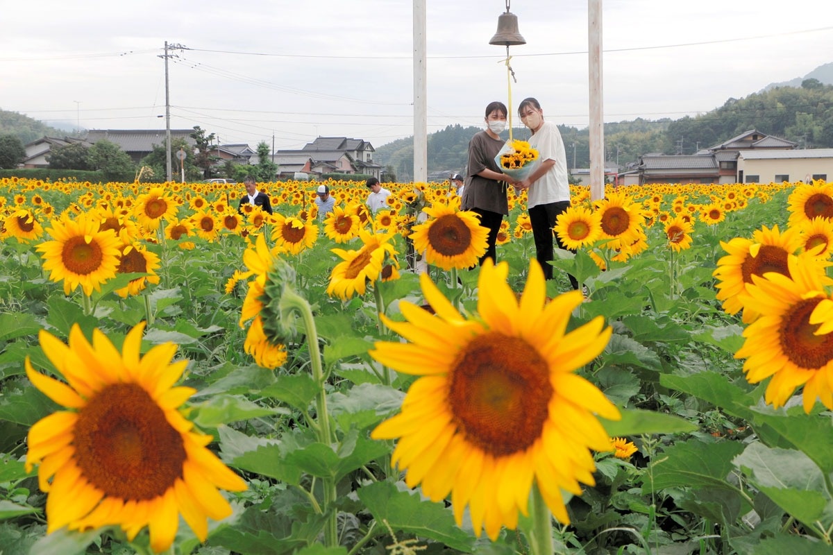 ヒマワリ２０万本見頃 まんのう １６日に３年ぶり まつり 香川大生 巨大迷路を企画 ニュース Cool Kagawa 四国 新聞社が提供する香川の観光情報サイト