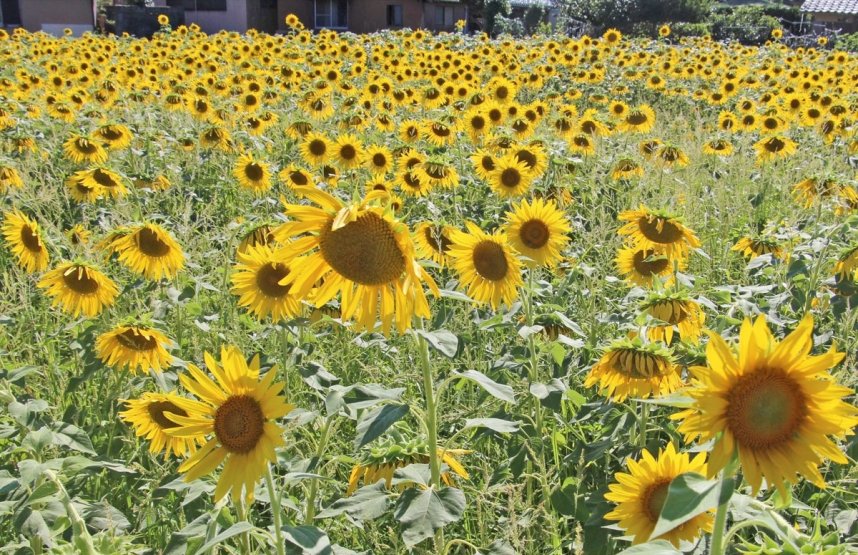 黄色のヒマワリの花が一面に広がる休耕田＝香川県三豊市山本町