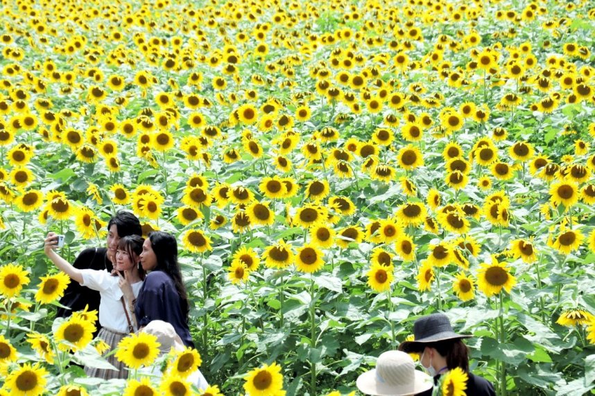 大輪の花を咲かせ、見物客を楽しませている「中山ひまわり団地」のヒマワリ＝香川県まんのう町帆山（資料）