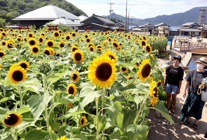 潮風に揺れる満開のヒマワリを楽しむ家族連れ＝香川県小豆島町田浦、二十四の瞳映画村