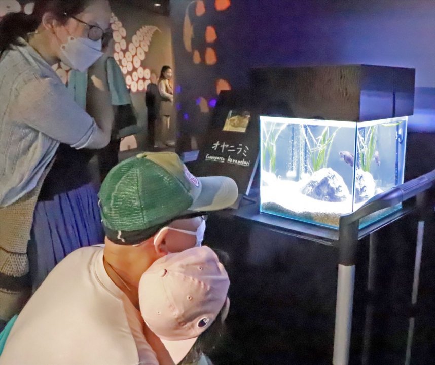 小型水槽で展示している小さな水生生物を観察する来館者＝宇多津町浜一番丁、四国水族館