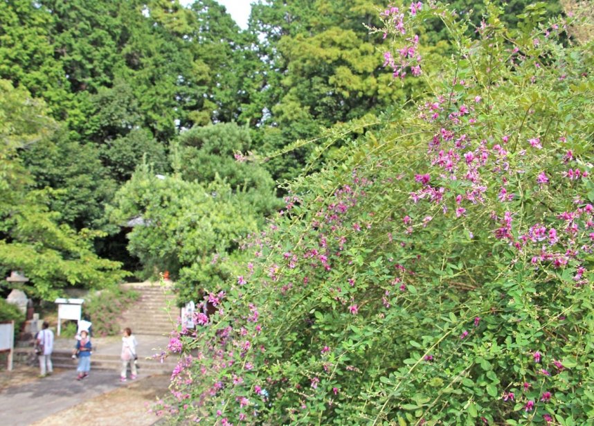 「萩まつり」を前に愛らしい花をつけたハギ＝香川県観音寺市大野原町、萩原寺