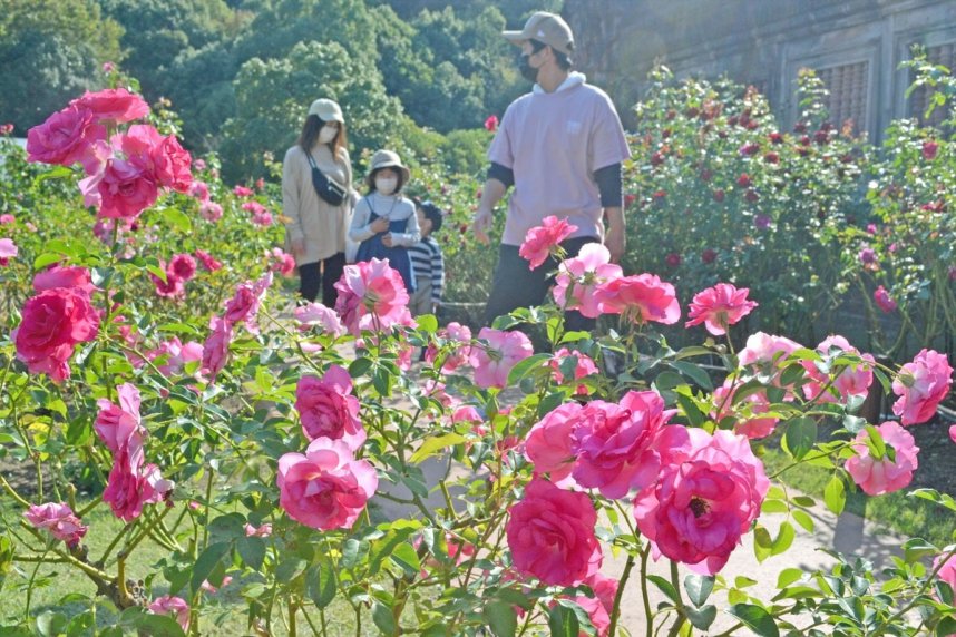 鮮やかな色合いの花が咲き誇る「大バラ庭園」＝丸亀市綾歌町、ニューレオマワールド