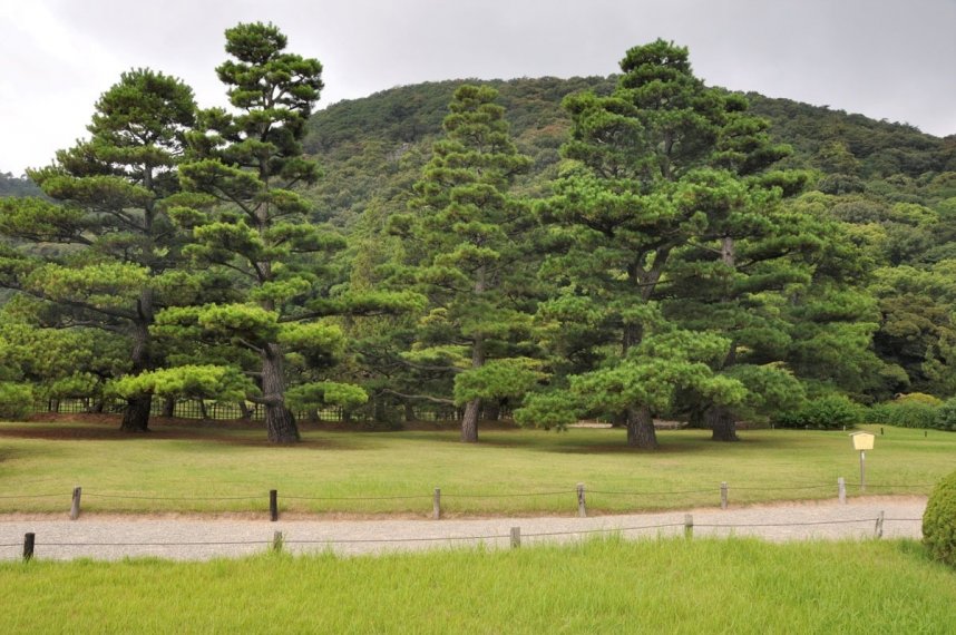 植樹１００周年を迎えたエドワード８世の松（左から２本目）。昭和天皇のお手植え松（同４本目）などと共に来園者を迎えてくれる＝香川県高松市、栗林公園