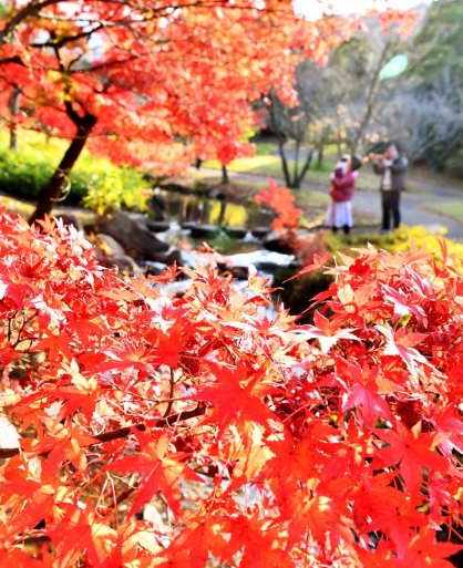 香川用水記念公園の紅葉