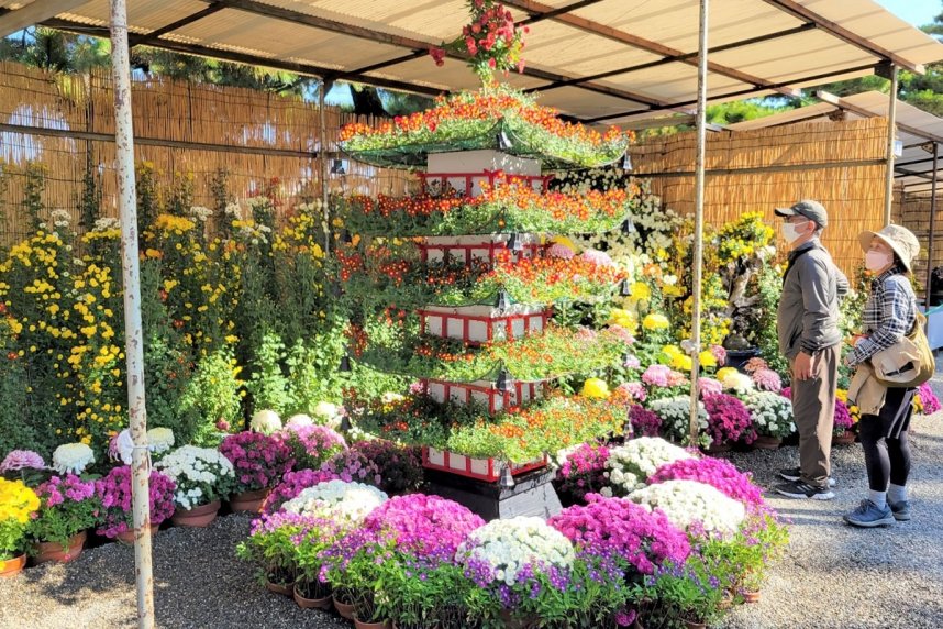 色鮮やかな菊が来園者の目を楽しませている高松市菊花展競技会＝高松市玉藻町、玉藻公園