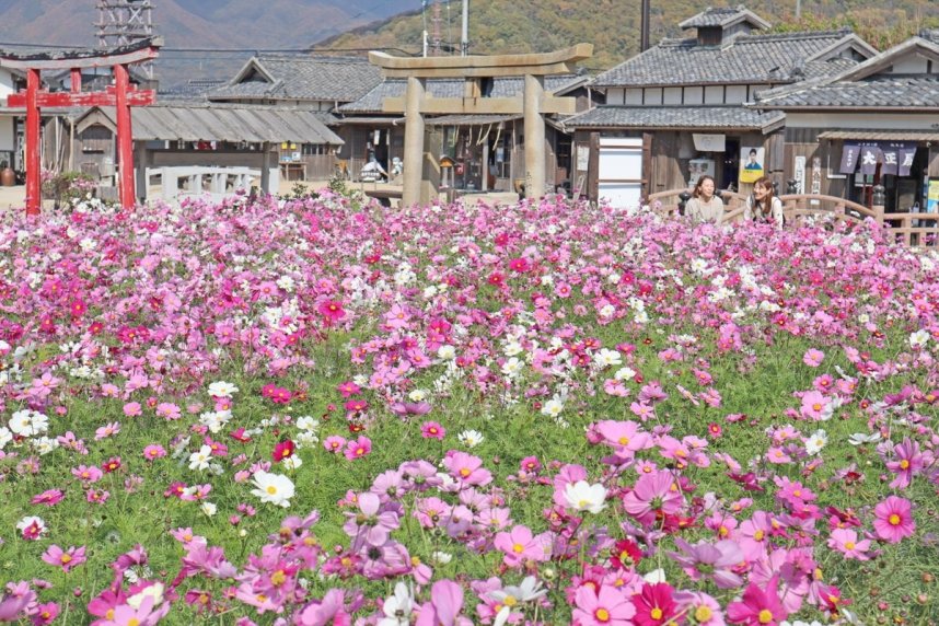 陽光に輝くコスモスに見入る観光客＝小豆島町田浦、二十四の瞳映画村