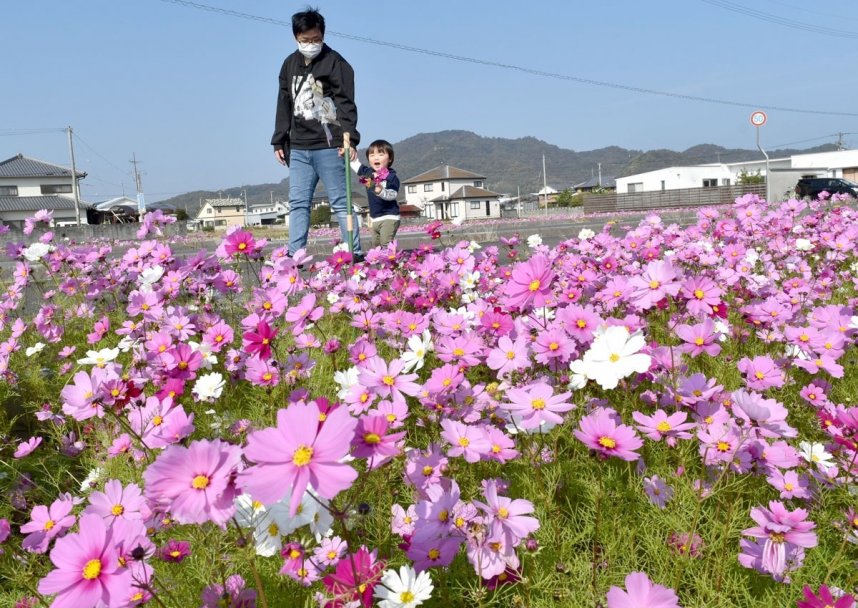 見頃を迎えて咲き誇るコスモス＝香川県東かがわ市西村