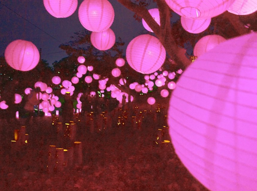 ピンク色のランタンで幻想的な世界を演出した「たどつ桜んたんページェント」＝香川県多度津町桃山、桃陵公園