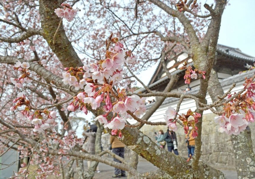 ピンク色の花が春の雰囲気を漂わせる讃岐寒桜＝丸亀市綾歌町、福成寺