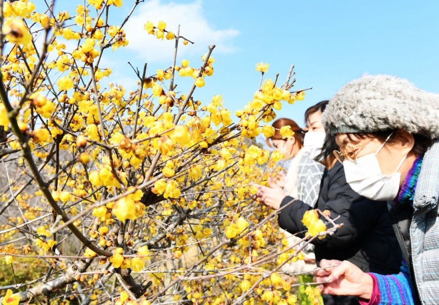 愛らしい黄色い花を咲かせたロウバイ＝高松市香南町、県園芸総合センター