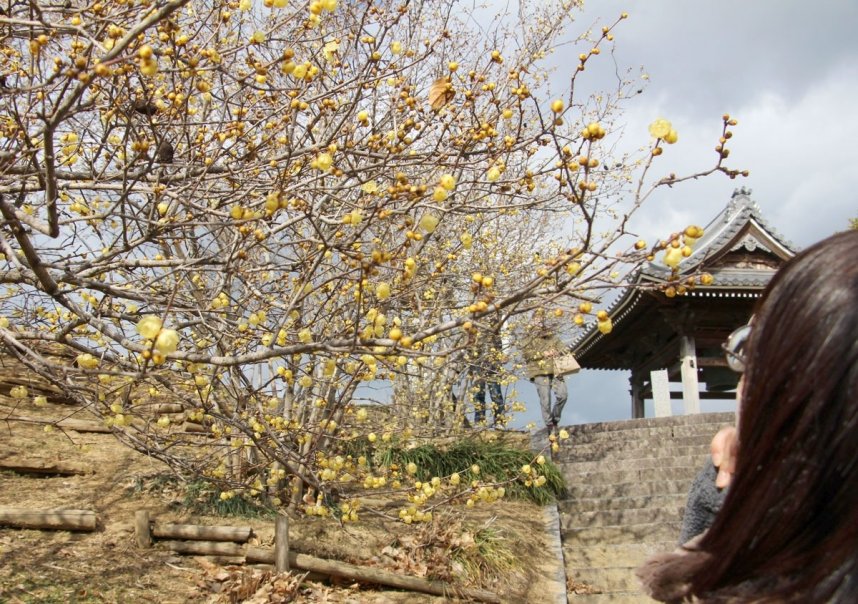 かれんな黄色い花を咲かせるロウバイ＝香川県三豊市豊中町、延命院