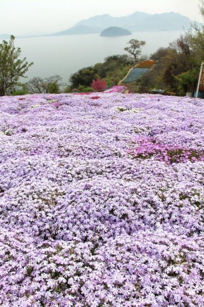 メディアなどで注目され、観光客が増えている「天空の花畑」＝２０２２年４月１１日、三豊市詫間町の志々島