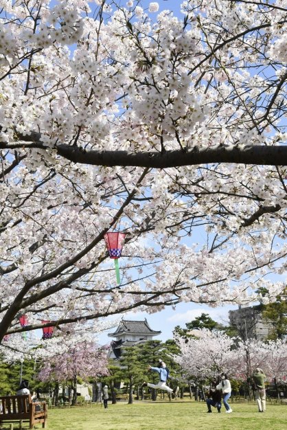 ソメイヨシノなどが咲き誇る玉藻公園の桜の馬場＝２０２２年４月１日、香川県高松市玉藻町