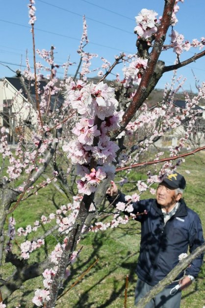 かれんに咲き誇るアンズの花＝香川県高松市国分寺町