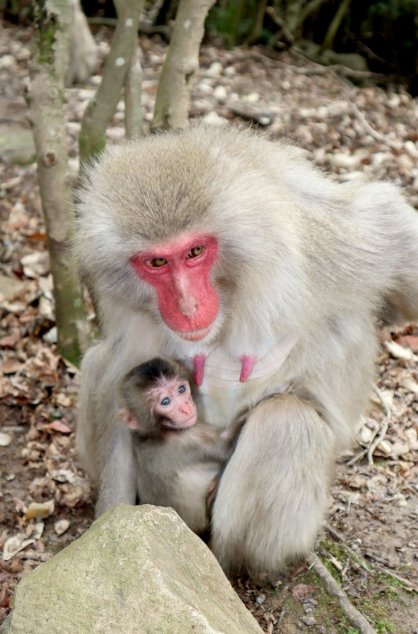 母ザルに抱かれ、愛くるしい表情を見せる今年初めての赤ちゃんザル＝香川県土庄町肥土山、お猿の国