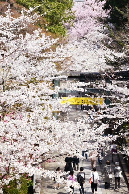 大門から石畳沿いに薄桃色のアーチを形成する金刀比羅宮の桜＝２０２２年３月３０日、香川県琴平町