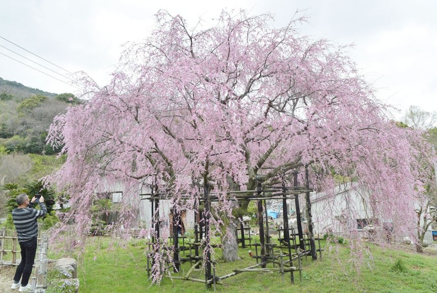 見頃を迎えた「想い出桜」。次々と見物客が訪れている＝香川県高松市鬼無町