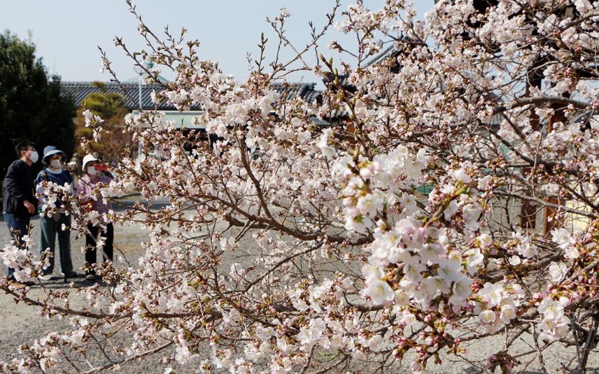 見頃を迎え参拝客らを楽しませている涅槃桜＝香川県善通寺市、総本山善通寺