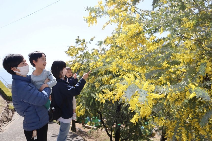 黄色い花を咲かせ観光客らの視線を引き付けているミモザ＝香川県小豆郡小豆島町西村、小豆島オリーブ園