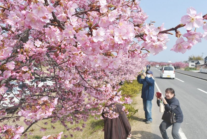 好天の下で咲き誇る河津桜＝香川県東かがわ市白鳥